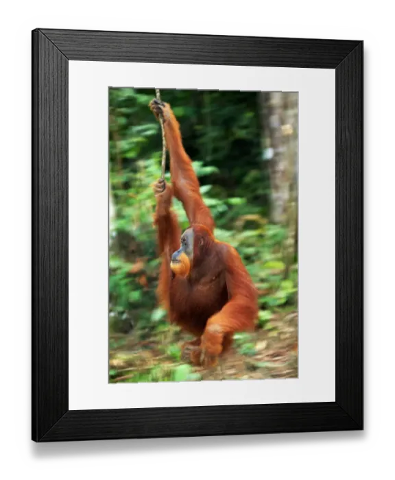 Framed Print : Orang Utan (Pongon Pygmaeus) Framed Print : Orang Utan (Pongon Pygmaeus)