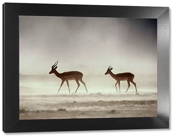 Male Impalas Walking in Dust (Aepyceros Melampus)