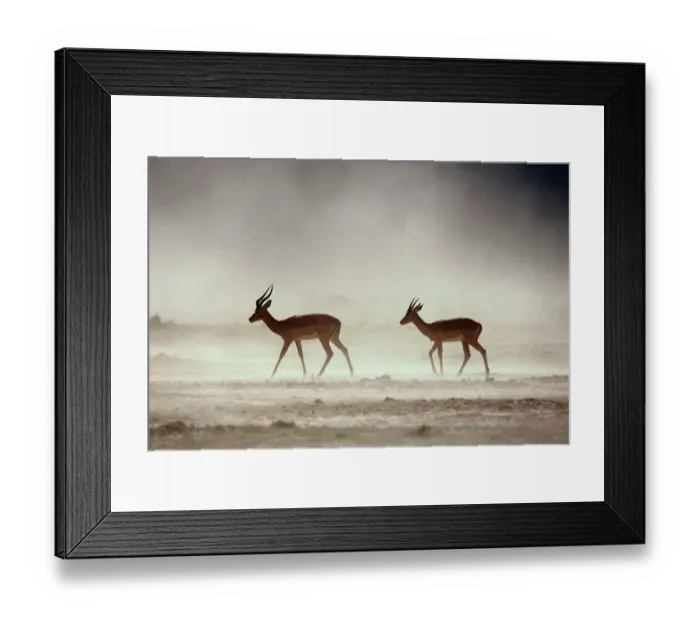 Framed Print : Male Impalas Walking in Dust (Aepyceros Melampus) Framed Print : Male Impalas Walking in Dust (Aepyceros Melampus)