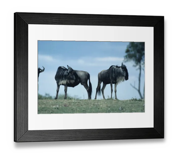 Framed Print : Wildebeest (Connochaetes taurinus), Masai Mara National Reserve, Kenya Framed Print : Wildebeest (Connochaetes taurinus), Masai Mara National Reserve, Kenya