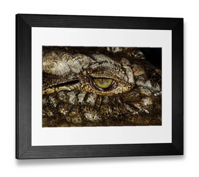 Framed Print : Nile crocodile (Crocodylus niloticus), close-up of eye Framed Print : Nile crocodile (Crocodylus niloticus), close-up of eye