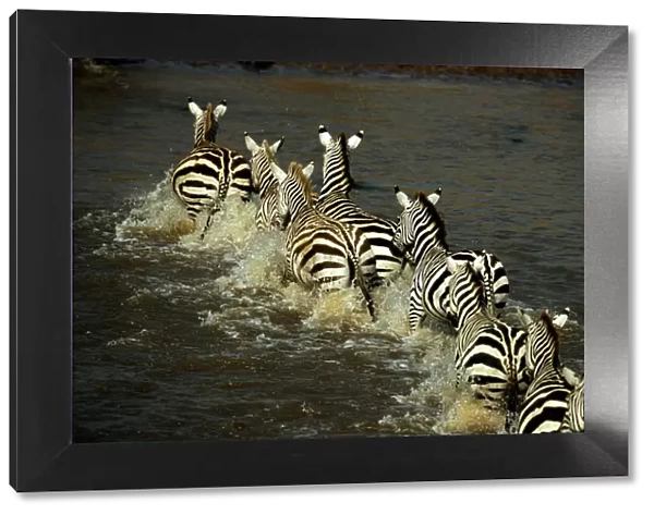 Zebras (Equus burchelli) crossing river, rear view