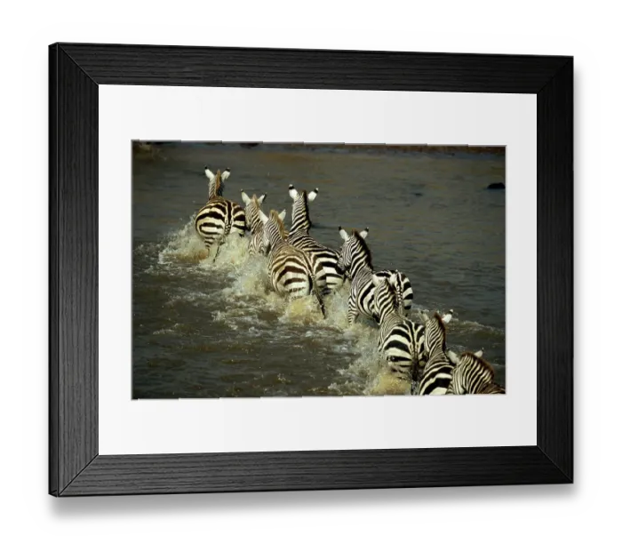Framed Print : Zebras (Equus burchelli) crossing river, rear view