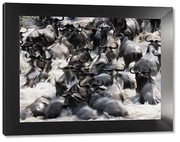 Herd of wildebeest (Connochaetes taurinus) in river