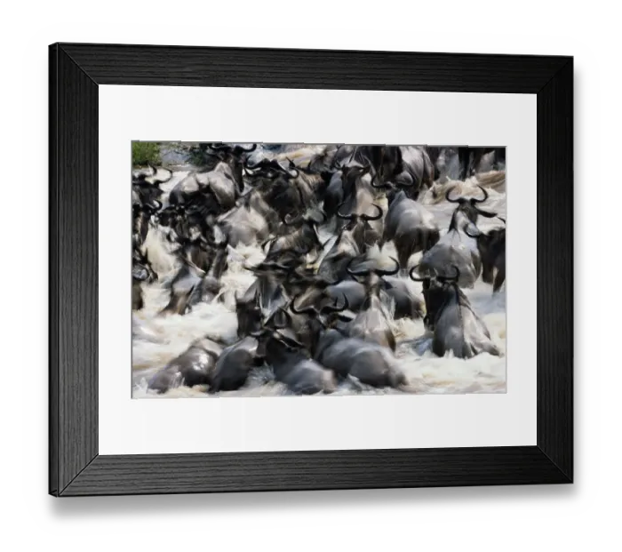 Framed Print : Herd of wildebeest (Connochaetes taurinus) in river Framed Print : Herd of wildebeest (Connochaetes taurinus) in river