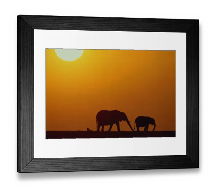 Framed Print : Silhouette of African elephants (Loxodanta africana) at sunset Framed Print : Silhouette of African elephants (Loxodanta africana) at sunset