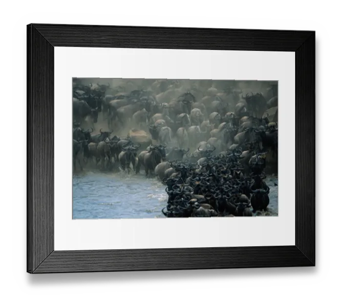 Framed Print : Herd of wildebeests (Connochaetes taurinus) crossing Mara River, Masai Mara, Kenya Framed Print : Herd of wildebeests (Connochaetes taurinus) crossing Mara River, Masai Mara, Kenya