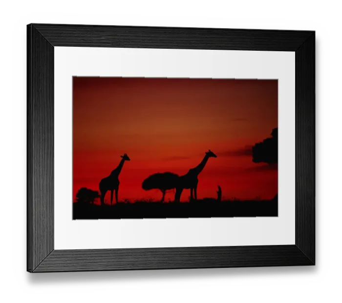 Framed Print : Giraffe (Giraffe camelopardalis tippleskirchi) standing, at dusk, Masai Mara N. R, Kenya