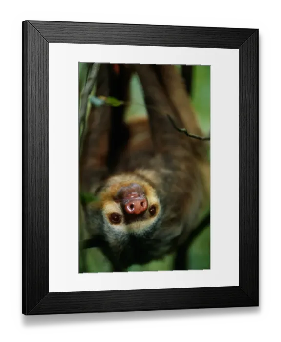 Framed Print : Anup Shah Wildlife Photography