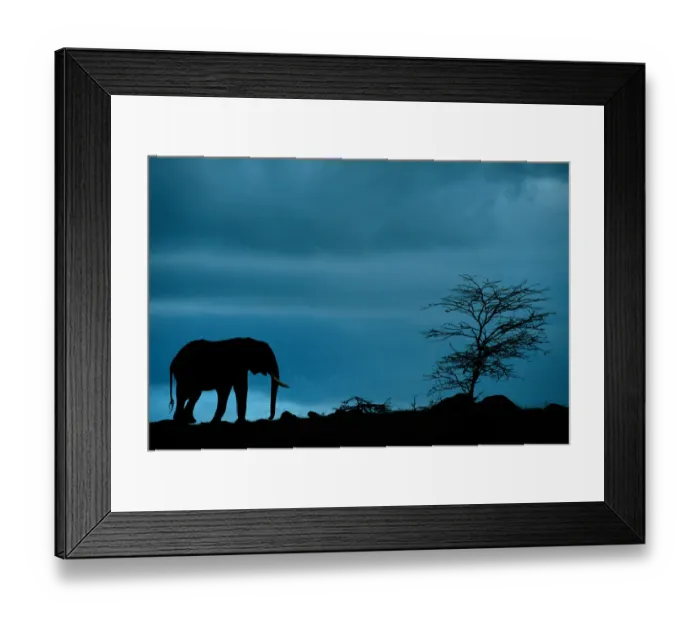 Framed Print : Anup Shah Wildlife Photography