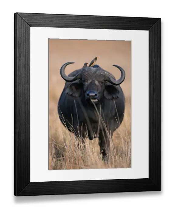 Framed Print : Anup Shah Wildlife Photography Framed Print : Anup Shah Wildlife Photography