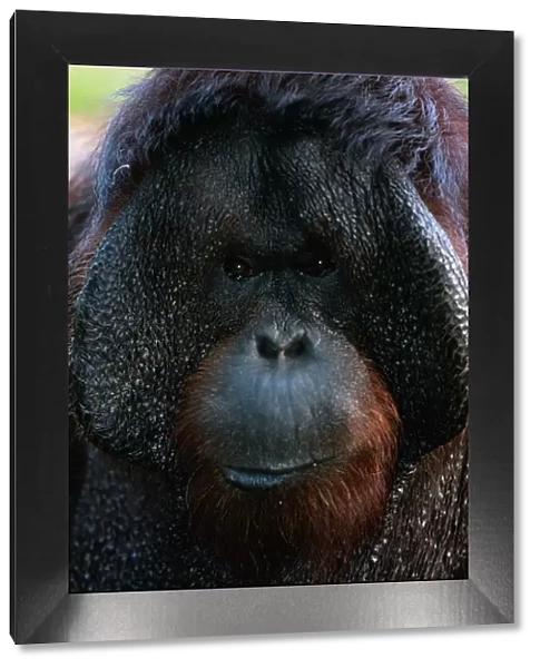 Borneo orang utan (Pongo pygmaeus) close up, captive, Borneo, Indonesia