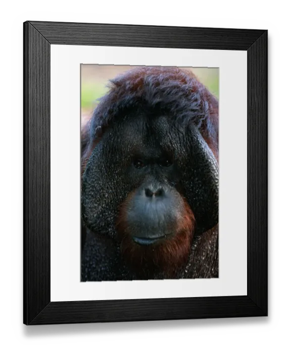 Framed Print : Borneo orang utan (Pongo pygmaeus) close up, captive, Borneo, Indonesia Framed Print : Borneo orang utan (Pongo pygmaeus) close up, captive, Borneo, Indonesia