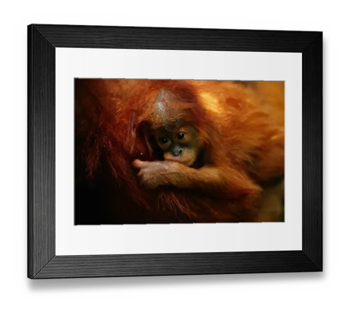 Framed Print : Young orang utan (Pongo pygmaeus) close up, Gunung leuser N. P, Indonesia Framed Print : Young orang utan (Pongo pygmaeus) close up, Gunung leuser N. P, Indonesia
