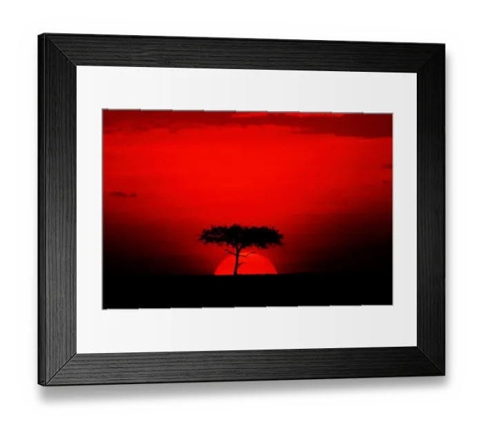Framed Print : Acacia trees and sunset, Masai Mara, Kenya Framed Print : Acacia trees and sunset, Masai Mara, Kenya