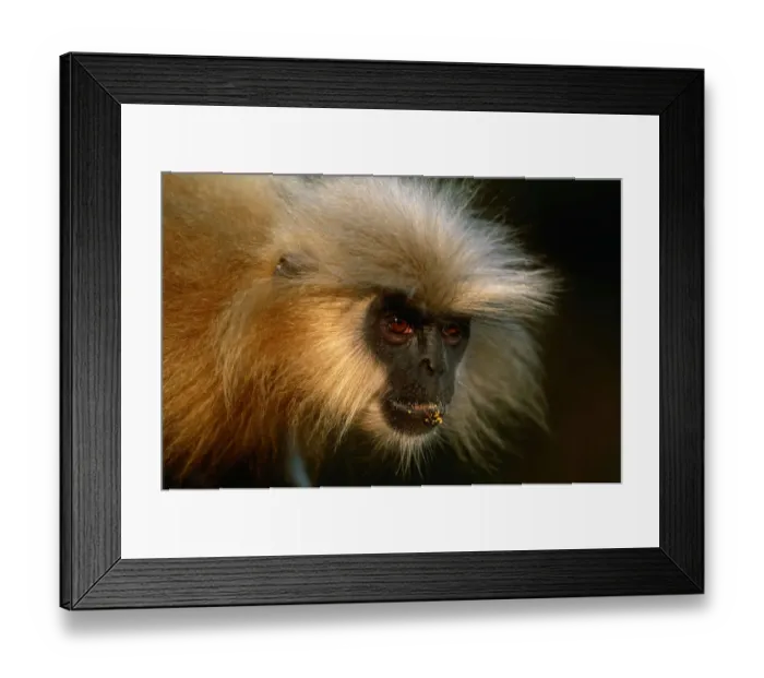 Framed Print : Golden langur (Prebytis geei) close up, Manas N. P, India Framed Print : Golden langur (Prebytis geei) close up, Manas N. P, India