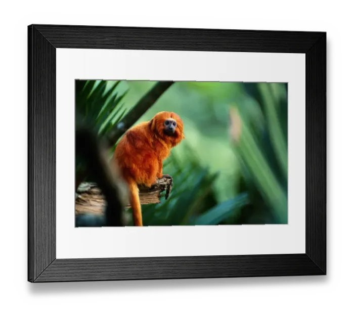 Framed Print : Golden lion tamarin (Leontopithecus rosalia) sitting, close up