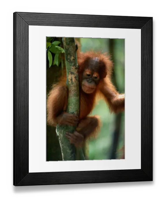 Framed Print : Orang utan (Pongo pygmaeus) on branch of tree, Gunung Leuser N. P, Indonesia