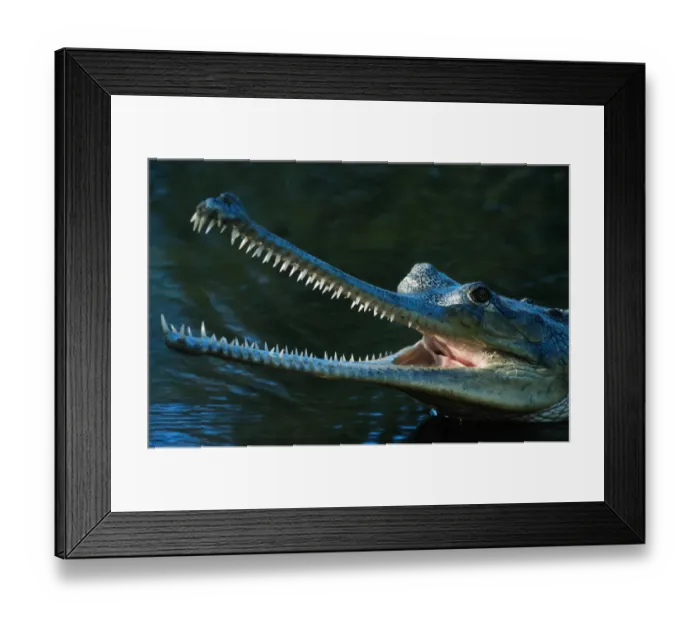 Framed Print : Indian gharial (Gavialis gangeticus) close up, captive, India