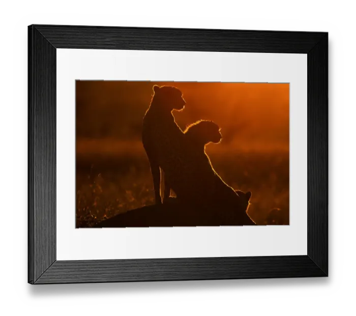 Framed Print : Cheetah and Cub on Mound at Sunrise (Acinonyx jubatus) Framed Print : Cheetah and Cub on Mound at Sunrise (Acinonyx jubatus)