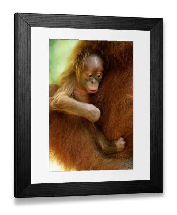 Framed Print : Orang Utan Infant (Pongo Pygmaeus) Held By Mother, Close-up Framed Print : Orang Utan Infant (Pongo Pygmaeus) Held By Mother, Close-up