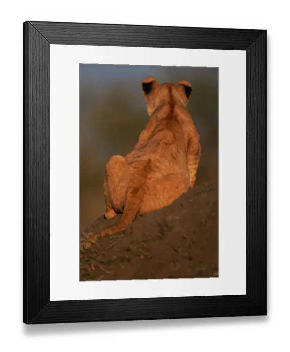 Framed Print : Adolescent Male Lion on Mound, Rear View (Panthera Leo) Framed Print : Adolescent Male Lion on Mound, Rear View (Panthera Leo)