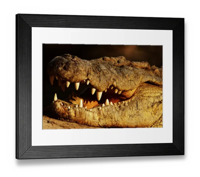 Framed Print : Alligator (Alligator Sp. ), Close Up Framed Print : Alligator (Alligator Sp. ), Close Up