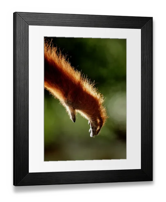 Framed Print : Orangutan Arm (Pongo Pygmaeus)