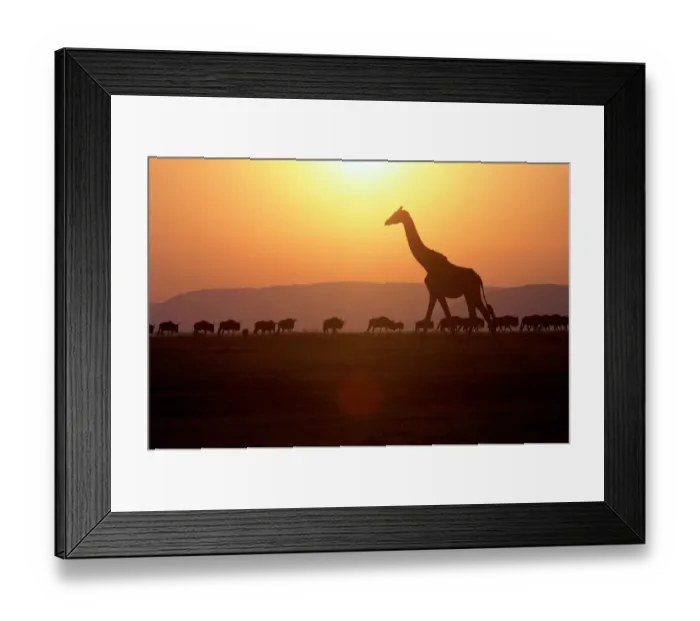 Framed Print : Masai Mara National Reserve, Kenya, East Africa. Giraffe (giraffa camelopardalis) Framed Print : Masai Mara National Reserve, Kenya, East Africa. Giraffe (giraffa camelopardalis)