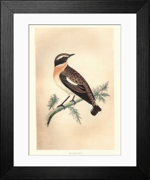 Framed Print : Natural History, Birds, whinchat (Saxicola rubetra) Framed Print : Natural History, Birds, whinchat (Saxicola rubetra)
