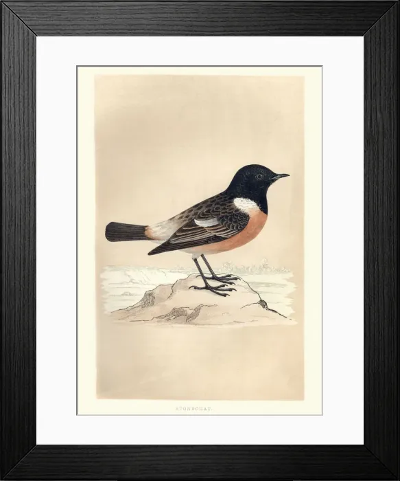 Framed Print : Natural History, Birds, European stonechat (Saxicola rubicola) Framed Print : Natural History, Birds, European stonechat (Saxicola rubicola)