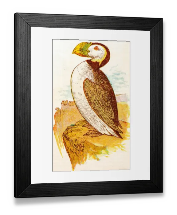 Framed Print : Antique children book illustrations: Puffin Framed Print : Antique children book illustrations: Puffin