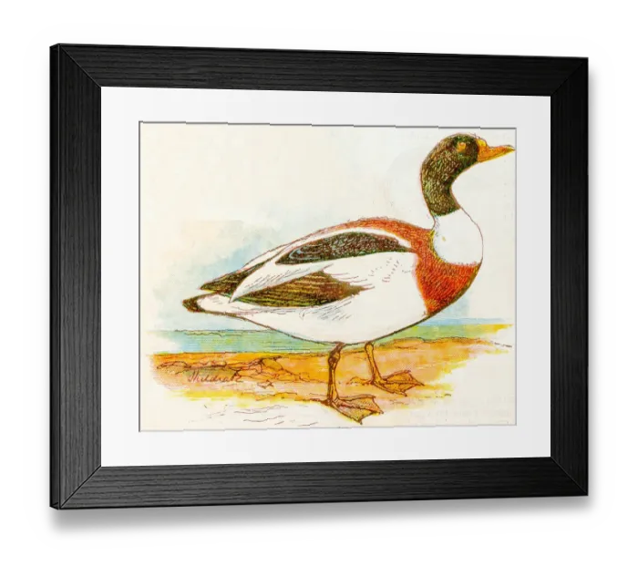 Framed Print : Antique children book illustrations: Duck Framed Print : Antique children book illustrations: Duck