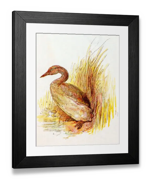 Framed Print : Antique children book illustrations: Grebe