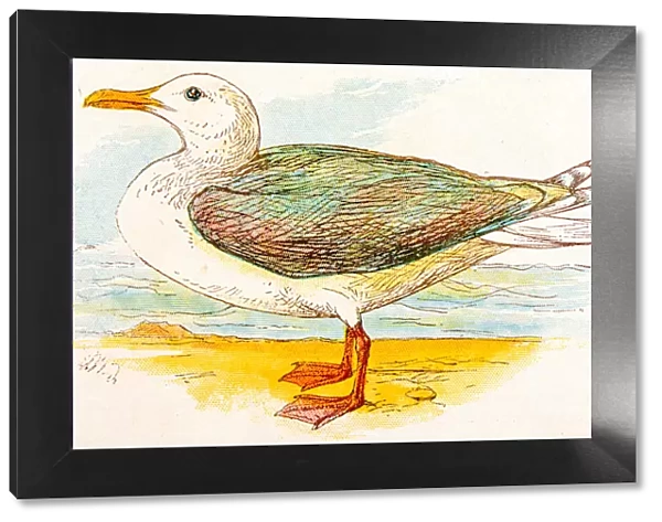 Antique children book illustrations: Seagull