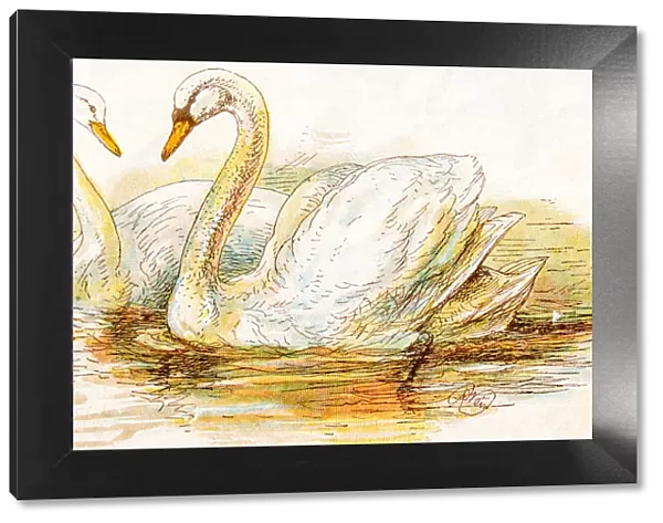 Antique children book illustrations: Swans