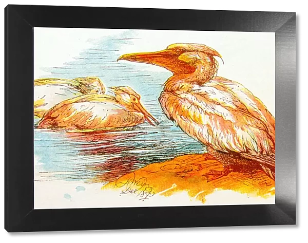 Antique children book illustrations: Pelicans