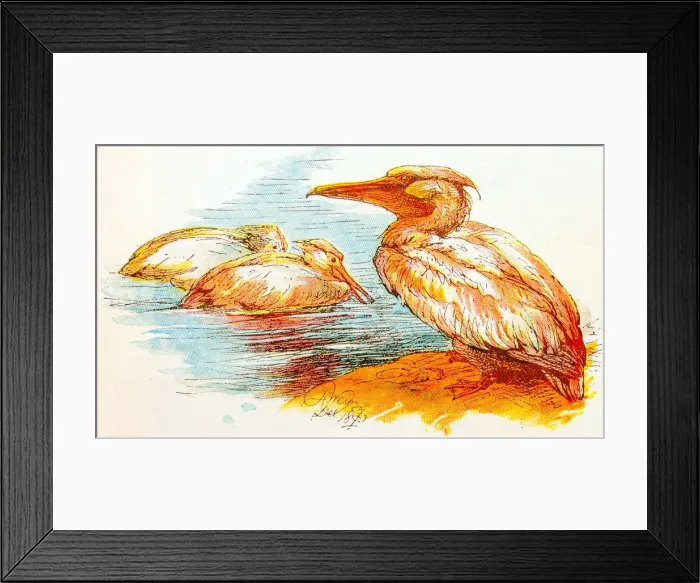 Framed Print : Antique children book illustrations: Pelicans Framed Print : Antique children book illustrations: Pelicans