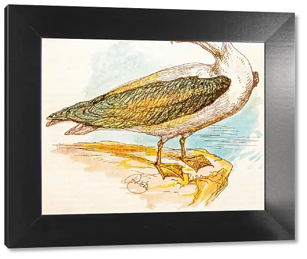 Antique children book illustrations: Albatross