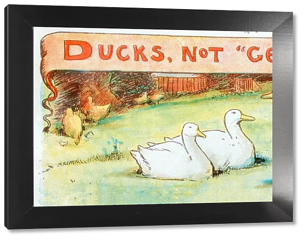 Antique children book illustrations: Ducks not Geese