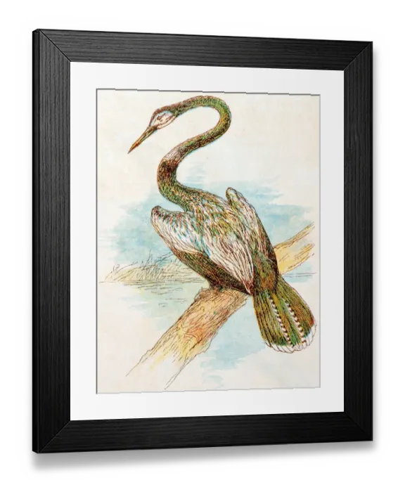 Framed Print : Antique children book illustrations: Darter snakebird Framed Print : Antique children book illustrations: Darter snakebird