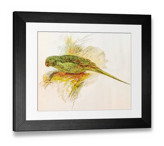 Framed Print : Antique children book illustrations: Parrot Framed Print : Antique children book illustrations: Parrot