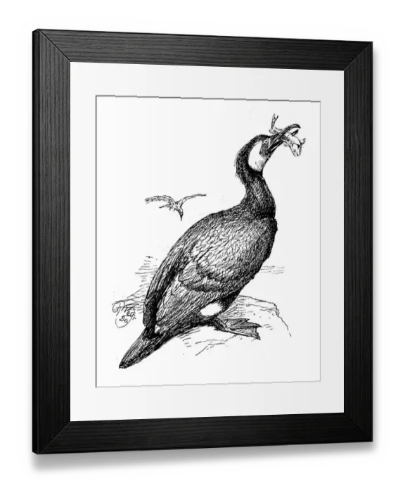 Framed Print : Antique children book illustrations: Cormorant Framed Print : Antique children book illustrations: Cormorant