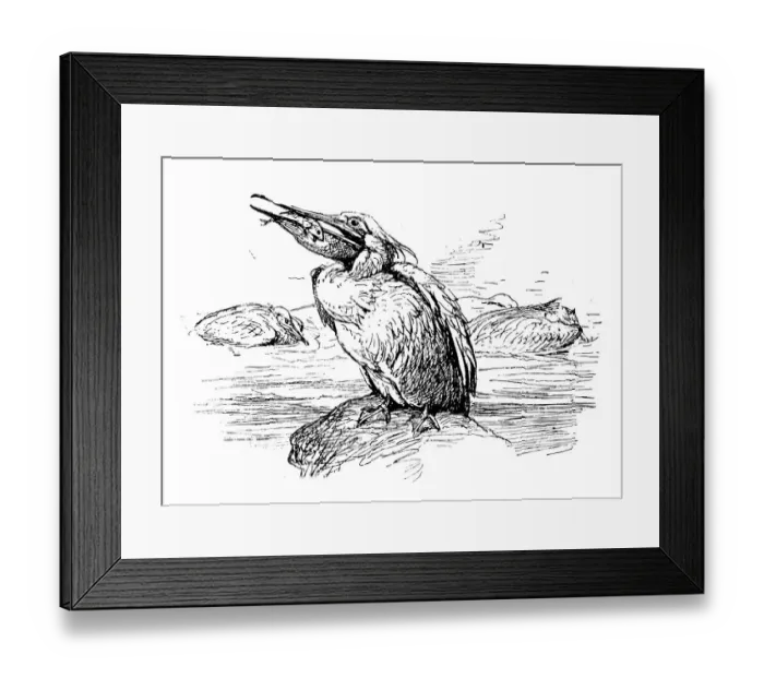 Framed Print : Antique children book illustrations: Pelican Framed Print : Antique children book illustrations: Pelican