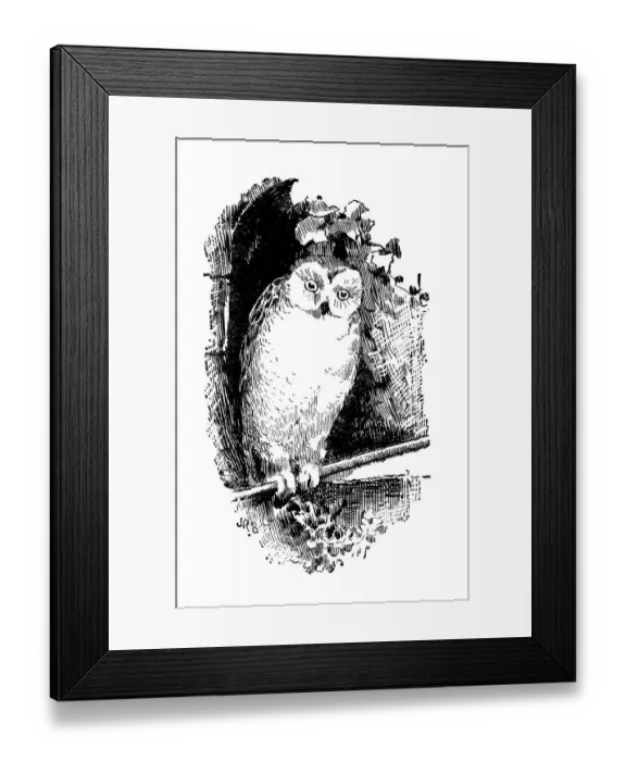 Framed Print : Antique childrens book comic illustration: owl Framed Print : Antique childrens book comic illustration: owl