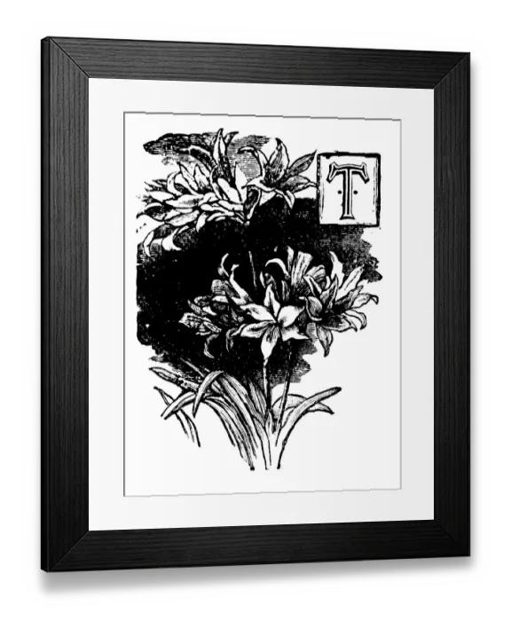 Framed Print : Antique childrens book comic illustration: Ornate letter T Framed Print : Antique childrens book comic illustration: Ornate letter T