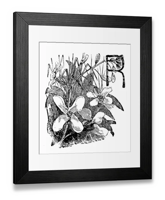Framed Print : Antique childrens book comic illustration: Ornate letter R Framed Print : Antique childrens book comic illustration: Ornate letter R