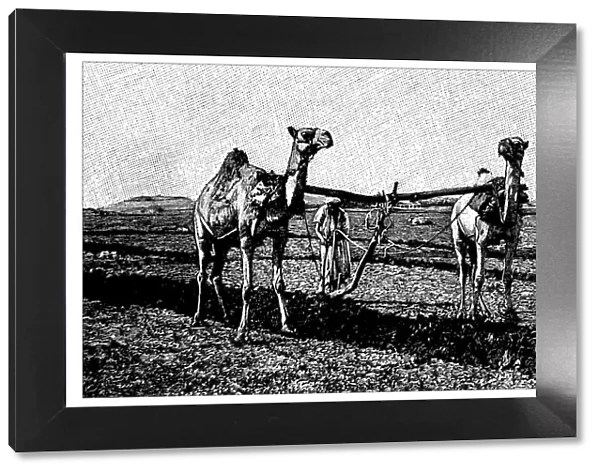 Antique childrens book comic illustration: camels working on field