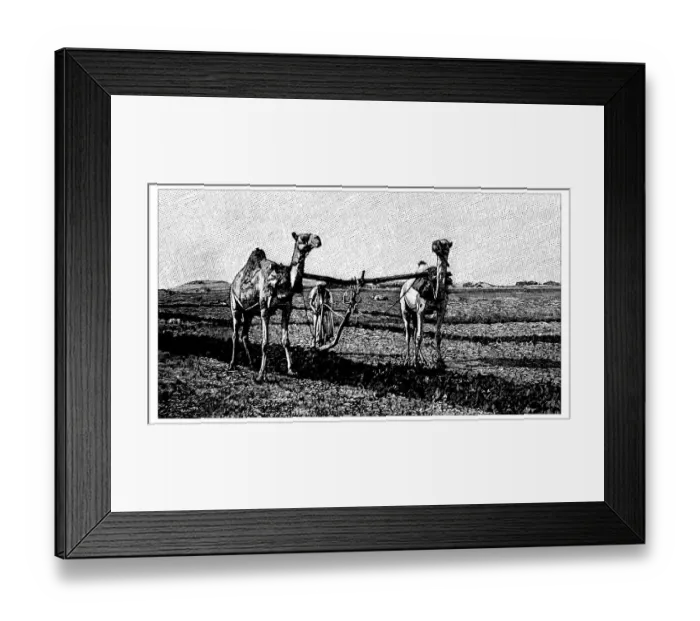 Framed Print : Antique childrens book comic illustration: camels working on field Framed Print : Antique childrens book comic illustration: camels working on field