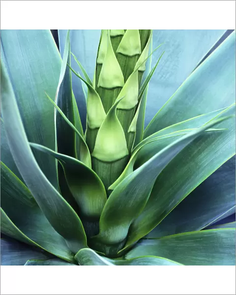 Blue Agave Close Up